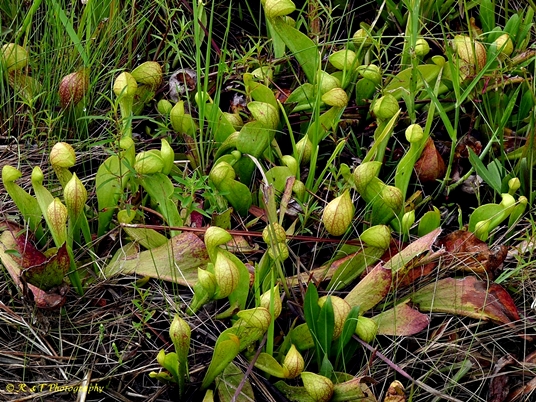 {Sarracenia psittacina}